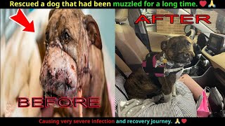 Rescuing a dog that had been muzzled for a long time causing severe infection [upl. by Lledniuq]