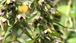 Orchid pollination 1 Pollination of Epipactis helleborine by wasps part 1 [upl. by Ainesy176]