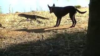 Dog vs Goanna [upl. by Araccat211]