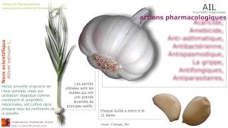 AIL Propriétés médicinales Indications thérapeutiques [upl. by Catarina491]