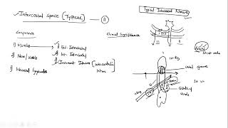 Intercostal space and Typical intercostal nerve  Anatomy  2021 Q  PYP discussion UPSC MEDICO [upl. by Kingsly]