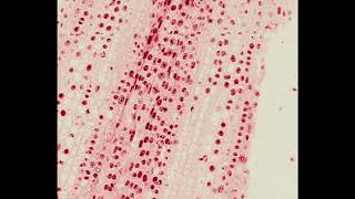 Mitosis  Growth Cone Hematoxylin and Eosin Staining  PUMS Histology Slides Review Series [upl. by Murphy]