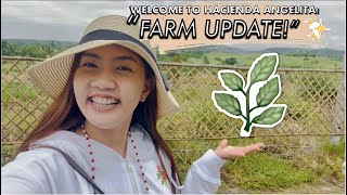 quotFARM UPDATEquot🌴🌿Welcome to Hacienda Angelita✨  Anghet Cayetano [upl. by Gebler747]