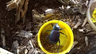 Darkling Beetle Terrarium [upl. by Christabella]