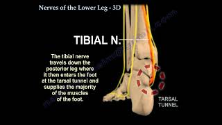 Nerves Of The Lower Leg 3D anatomy [upl. by Myranda]