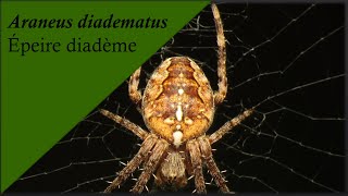 Laraignée la plus répandue des jardinsAraneus diadematusépeire diadème [upl. by Naomi]