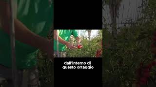 Procuriamoci SEMI GRATIS per la PRIMAVERA  GUARDA IL VIDEO COMPLETO SHORTS [upl. by Nonnad]