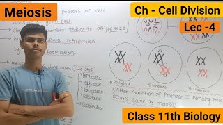 Meiosis  Stages Of Meiosis  Cell division [upl. by Ttik]