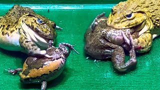 Amazing Asian Bullfrog Tries To Eat Big Frog Asian Bullfrog Live Feeding [upl. by Ramed]