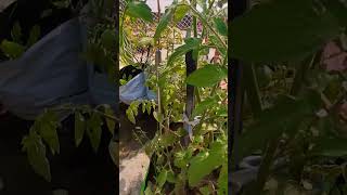 look at my plants in garden Tagetes erecta🏵 homeplants [upl. by Marinna]