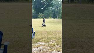 ADVANCED OBEDIENCE WITH AN PITBULL MUST SEE VERY IMPRESSIVE dogtrainer dogtraining [upl. by Notxed]