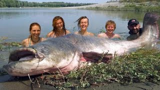 Mammoth Record Catfish 230 pound  HD by Yuri Grisendi [upl. by Klenk]