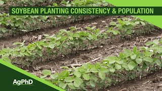 Soybean Planting Population and Consistency From Ag PhD 1093  Air Date 31719 [upl. by Noval]