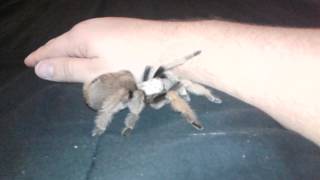 Aphonopelma chalcodes Arizona Blonde Tarantula [upl. by Nea444]