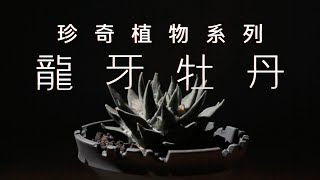 珍奇植物系列｜龍牙牡丹 Ariocarpus Trigonus cv Elongatus ｜仙人球岩牡丹 [upl. by Mcclain]