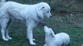 Wairarapa Eco Farm Maremma puppy at play March 2024 [upl. by Kappel]