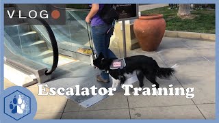 Beginning Escalator Training for Service Dogs [upl. by Aiuqram32]