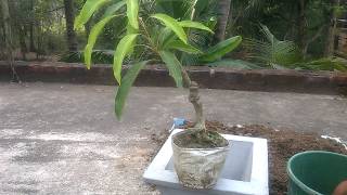 Repotting Mango Tree  How to repot a mango tree [upl. by Akemyt36]