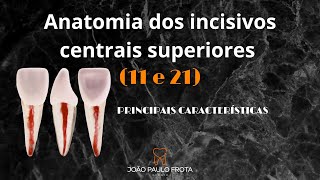 Características dos incisivos centrais superiores l ANATOMIA DENTAL [upl. by Fraya401]