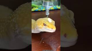 why lizard skin is hydrophobic [upl. by Attevroc]