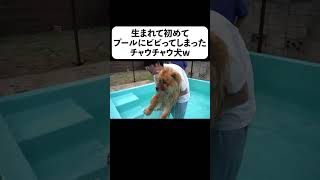 生まれて初めてプールにビビってしまったチャウチャウ犬w [upl. by Nicko]