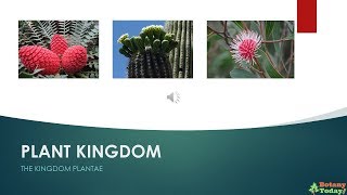 Kingdom Plantae – Kingdom Plantae Definition and Kingdom Plantae Divisions [upl. by Feer]