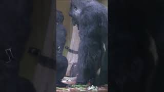 Silverback Gorilla Father vs Son Intense Battle in the Jungle [upl. by Gaivn]