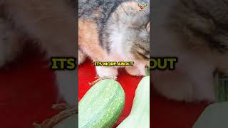 Cats Scared From Cucumbers 😹catfacts catlovers shorts [upl. by Eirahcaz]