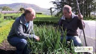 How To Grow Shallots the easy way [upl. by Berneta]