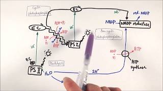 A2 Biology  Zscheme The lightdependent stage OCR A Chapter 173 [upl. by Yecaj483]