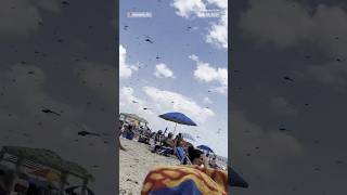 Thousands of dragonflies swarm Rhode Island beach [upl. by Gytle487]