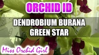 Dendrobium Burana Greenstar Orchid  Fragrant and easy to care for [upl. by Krystyna858]