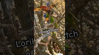 Lorikeets Plan Secret Cockatoo Ambush Birds parrot Tricks sounds [upl. by Dombrowski76]