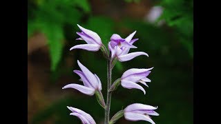 Red Helleborine  Cephalanthera rubra L Rich 1817  Orchid of Cyprus [upl. by Nwadahs]