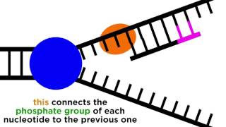 DNA Replication Copying the Molecule of Life [upl. by Balch]