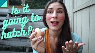 How to tell if your chicken egg is fertilized [upl. by Pylle]