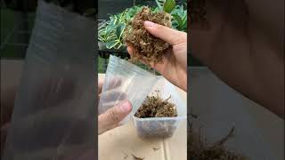 Growing Orchids In Water Tips On Propagating At Home gardening [upl. by Anatnom]