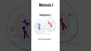 Meiosis Animation with Crossingover biology celldivision meiosis genetics recombination [upl. by Keven53]