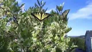 Permaculture Uses for Autumn Olive Elaeagnus umbellata [upl. by Nanek805]