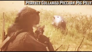 Where To Find A Peccary Pig  Red Dead Redemption 2 Perfect Pelt Location Guide RDR2 [upl. by Aleka56]