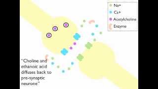 Synaptic Transmission at a Cholinergenic Synapse Animation [upl. by Anigriv267]