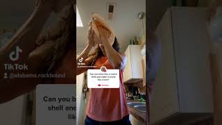 Can you make a conch shell sound like a horn [upl. by Neelahs745]