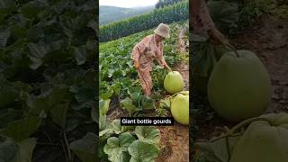 Looks Just Like Spaghetti After The Giant Bottle Gourds Being Shredded garden agriculture [upl. by Sabella]