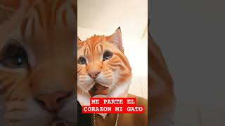 ALGUNA GATITA DISPONIBLE😂🤣😆😁😂😋🥰 viralvideo jokes fypage chistesbuenos funnyjokes comedia [upl. by Modestia]