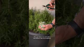 How to Overwinter Rosemary 3 Easy Tips from Frankie Flowers shorts [upl. by Serdna726]