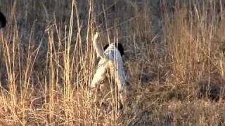 Llewellin English Setter Puppy 320 WeeksFor Sale [upl. by Ayikat]