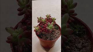 Redberry sedum growth guide plant gardening plants houseplants tutorial tutorials guide [upl. by Nickola]