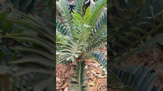 Encephalartos arenarius [upl. by Atekin635]