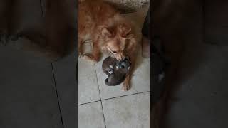 Our Dog Becomes a Loving Foster Mom to Anothers Puppies [upl. by Lucinda]