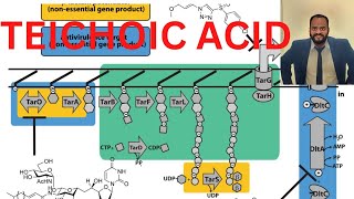 Teichoic acid microbiology csir lifescience [upl. by Aristotle893]